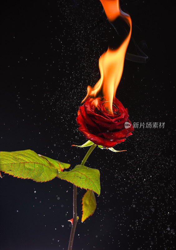 鲜红的玫瑰花燃烧着炽热的火焰，火花暗色的背景，燃烧着