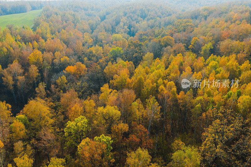 秋季森林无人机摄影。保护大自然。阳光明媚的一天。日落。地球上空飞行。自然背景。大气的格局。森林里的黄树。10月