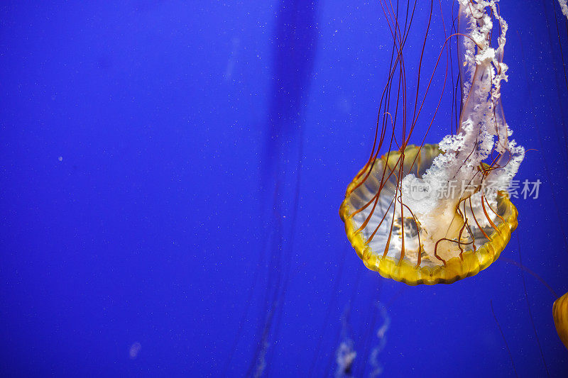 一只水母在蓝色的水中游动的特写镜头