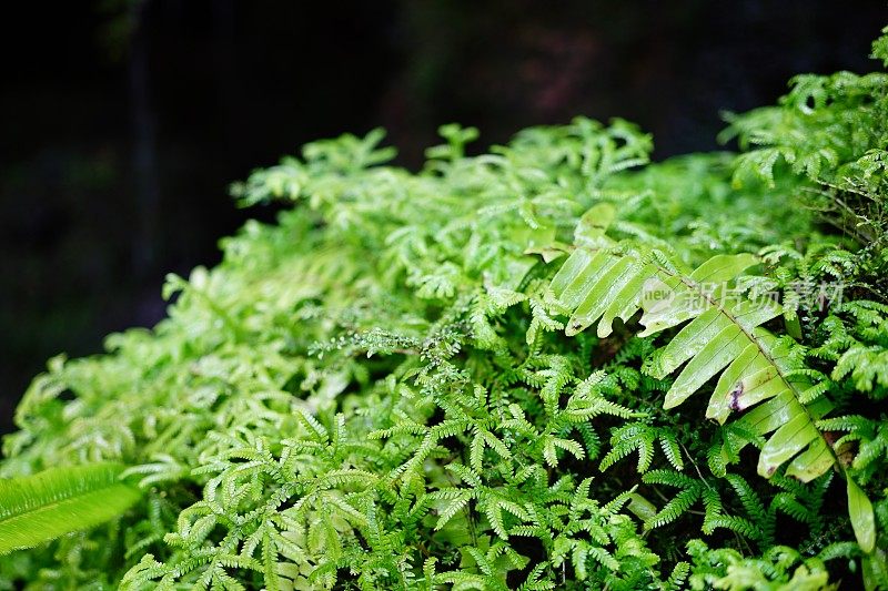 花园里美丽的蕨类植物叶子