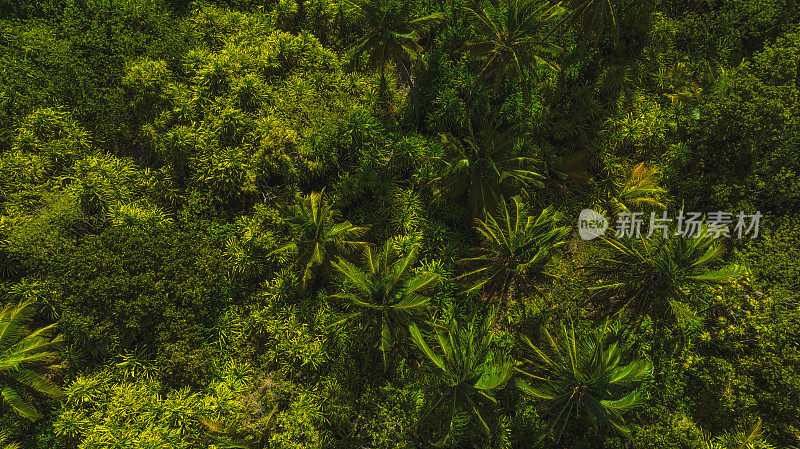 在郁郁葱葱的绿色丛林中，热带棕榈树树冠的鸟瞰图
