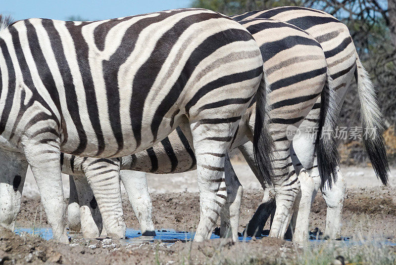 纳米比亚库内内地区埃托沙国家公园的平原斑马