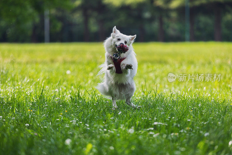 快乐微笑的宠物狗在春天的草地上玩玩具