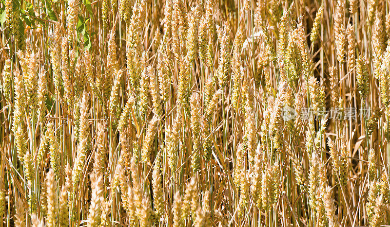 大的成熟麦田，有一些田间杂草