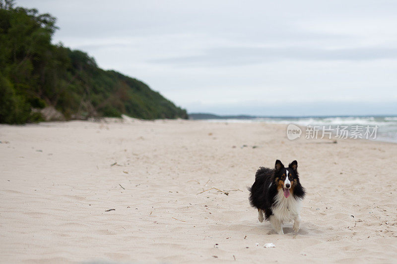 牧羊犬，狗，波罗的海，波兰，海滩