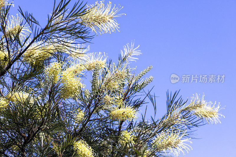 月光花与蜜蜂授粉的花朵，大自然背景与拷贝空间