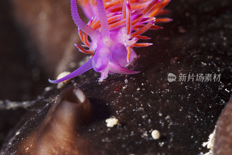 海洋生物裸鳃海蛞蝓水下美女水肺潜水员的观点