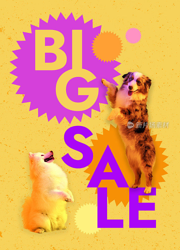 创造性的艺术设计。概念上的形象。漂亮的狗坐在黄色背景上。大的销售海报。广告