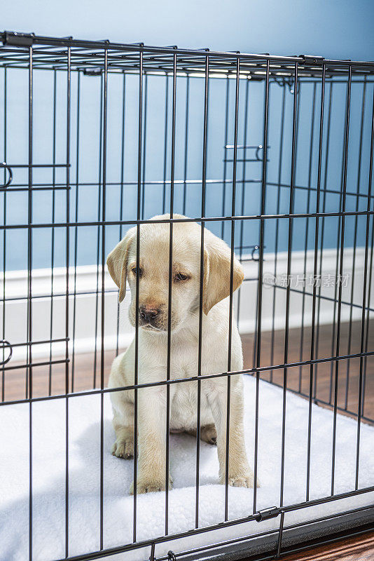 一只黄色的拉布拉多犬在铁丝箱里，带着悲伤的“小狗眼睛”——7周大