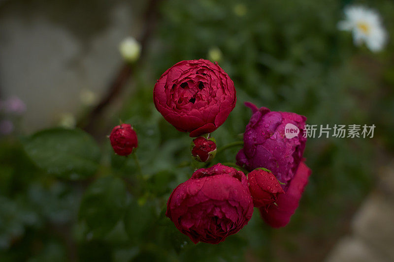 红色的罗莎线雷诺，玛丽玫瑰，查尔斯雷尼麦金托什在花园里。夏天和春天。