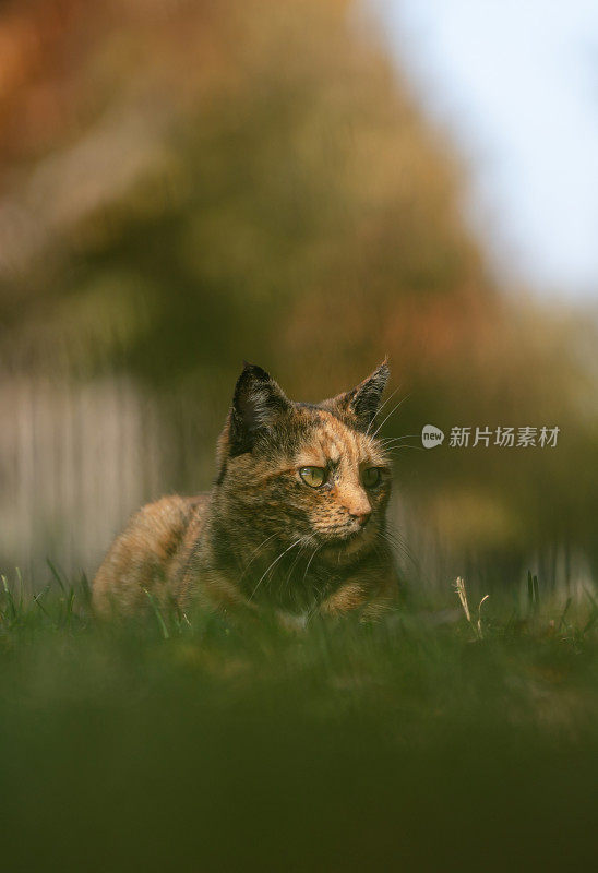 一只五颜六色的流浪猫正坐在草地上。