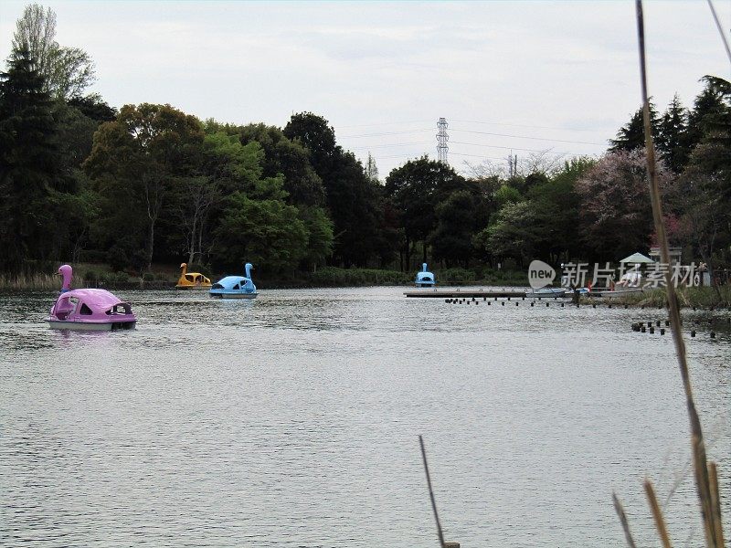 日本。4月。公园里的池塘。