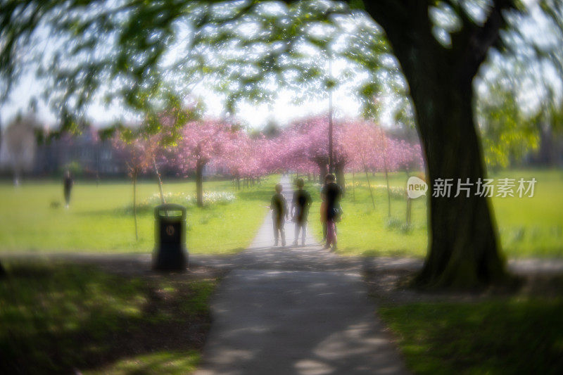 美丽的粉红色樱花在春天盛开在城市中心公园的树上，在哈罗盖特，北约克郡，英国。有意模糊的梦幻质感创建与Lensbaby镜头添加气氛