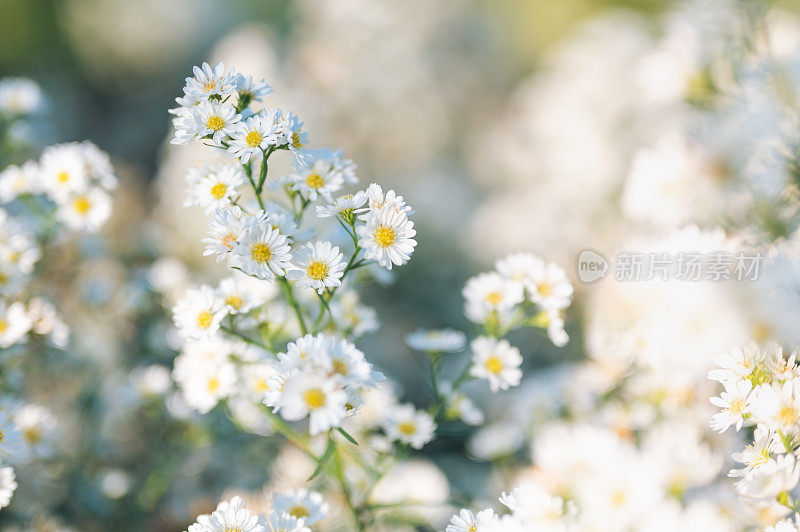 自然大石花白色的花与晨光模糊的背景