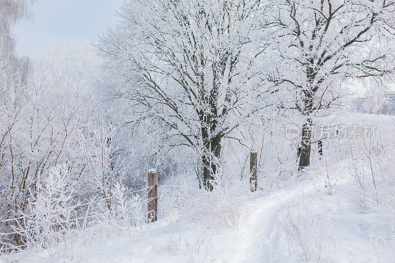 冬季森林。树枝上的雪。自然背景。寒冷的天气。气候。草上结霜。阳光灿烂的日子