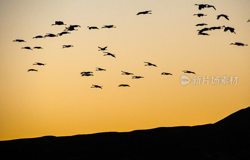 博斯克德尔阿帕奇国家野生动物保护区沙丘鹤飞行的剪影