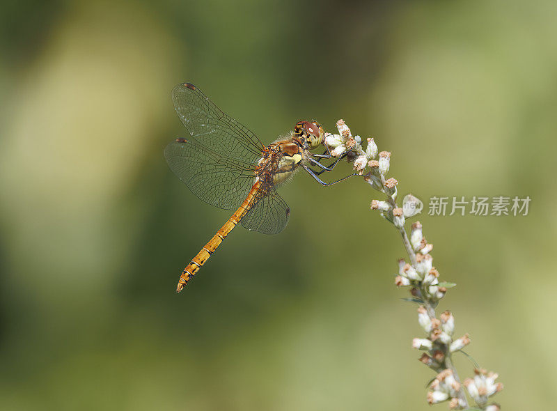 飞镖蜻蜓(黄纹蜻蜓)