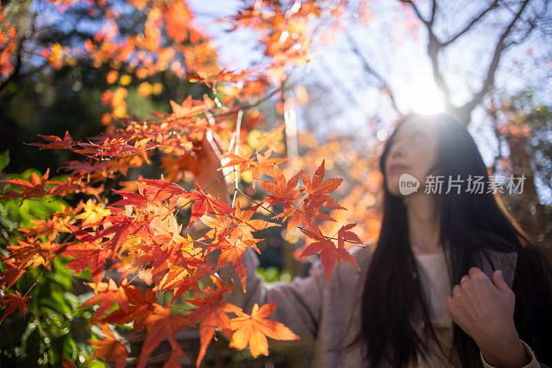 日本妇女在看枫叶
