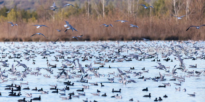 普罗旺斯的Realtor湖上的候鸟群