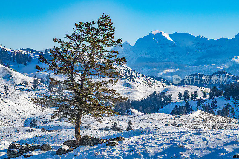 黄石生态系统中拉马尔山谷的雪景