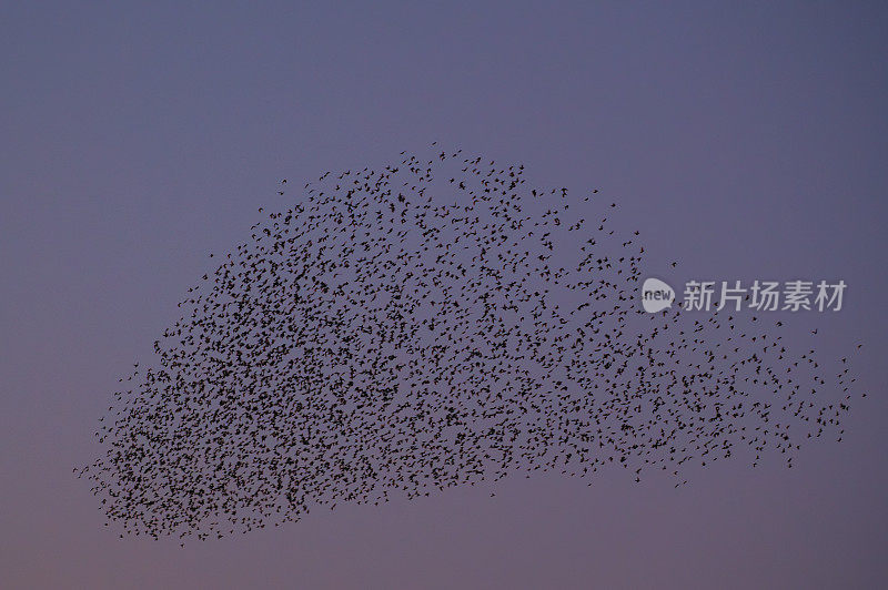 黄昏时，八哥与飞鸟在空中呢喃