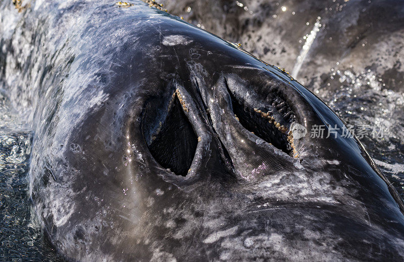 灰鲸的喷水孔。下加利福尼亚南部。特写镜头。