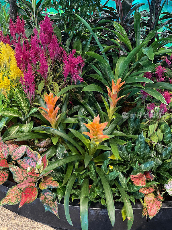 凤梨科植物和多色鸡冠花(Celosia)在花盆中生长的特写图像，展示在花园天井，粉红色，紫色和黄色的开花观赏植物，绿叶背景，重点在前景