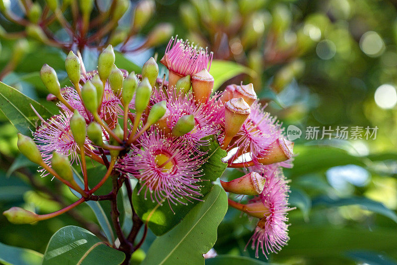 美丽的胶树粉红色的花和芽，背景与复制空间