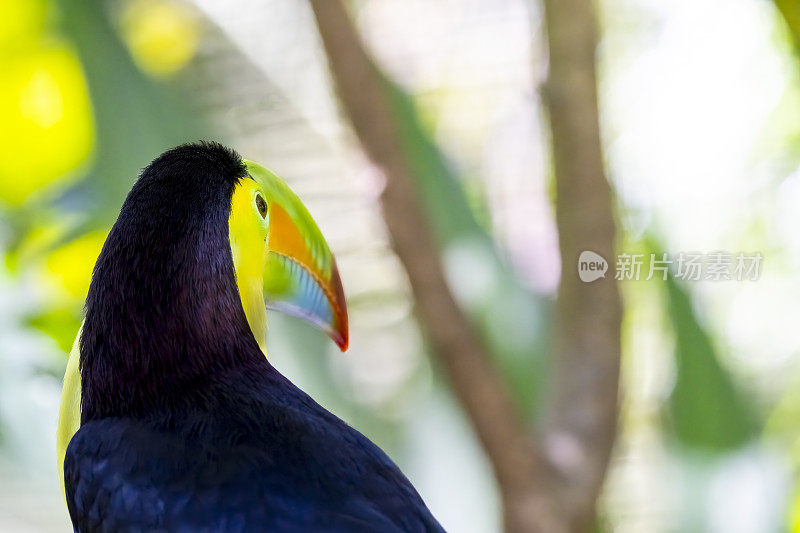 哥斯达黎加雨林中的龙骨嘴鸟或彩虹巨嘴鸟