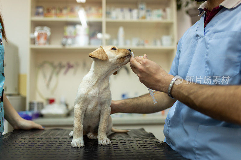 一只拉布拉多犬正在接受兽医的检查和注射疫苗