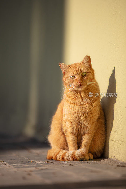 顽皮的姜黄色流浪猫。