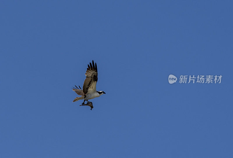 一架鱼鹰载着一条鱼的残骸在哥斯达黎加的Corobici上空飞行。