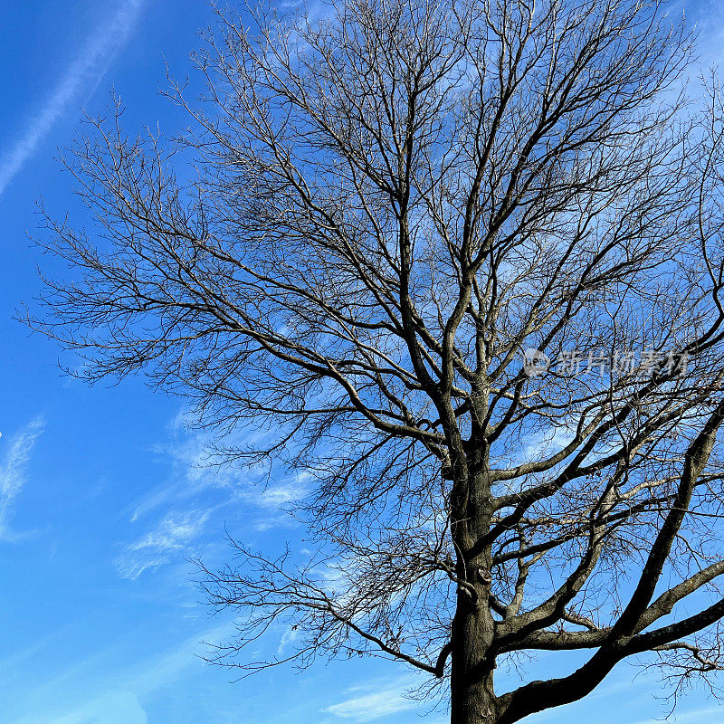 冬针橡树与蓝天