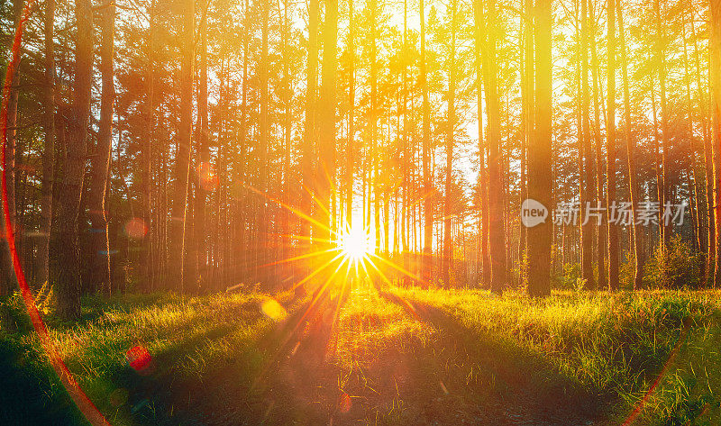 美丽的日落日出太阳阳光阳光在阳光灿烂的夏天针叶林。阳光在森林景观中穿过树林。令人惊叹的风景明媚的阳光