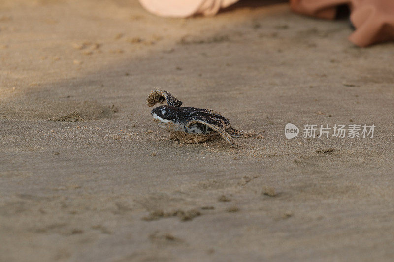 一只小乌龟爬回了亚齐岛的大海