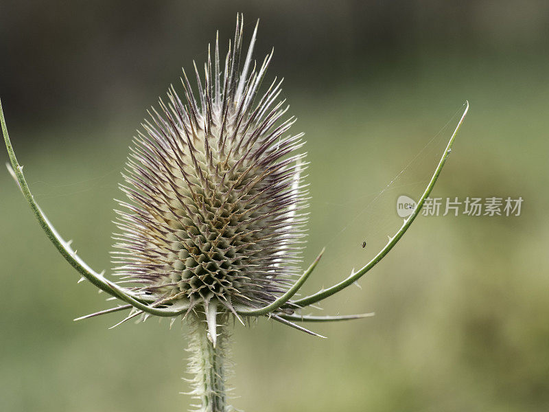 干野花