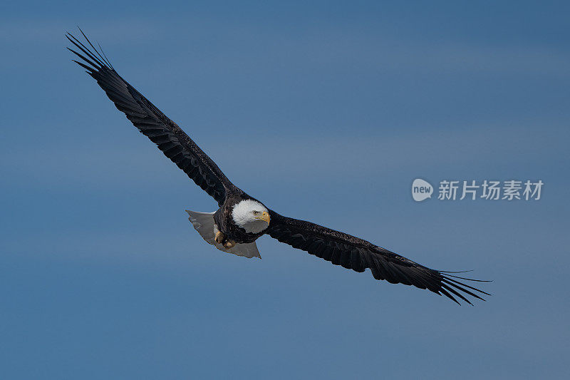 美国蒙大拿州大草原上，秃头鹰在筑巢树附近飞行。