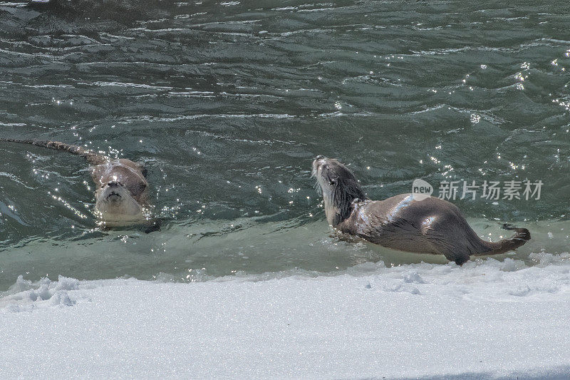 在黄石生态系统中，河獭在冰雪覆盖的河岸上享受阳光