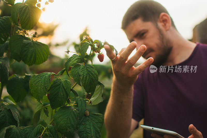 男性农民在分析果园时使用数字平板电脑