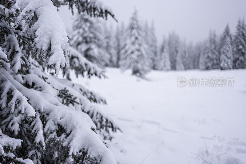 冬天的松林里有厚厚的积雪。