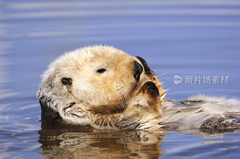 海獭在平静的海水中休息的特写