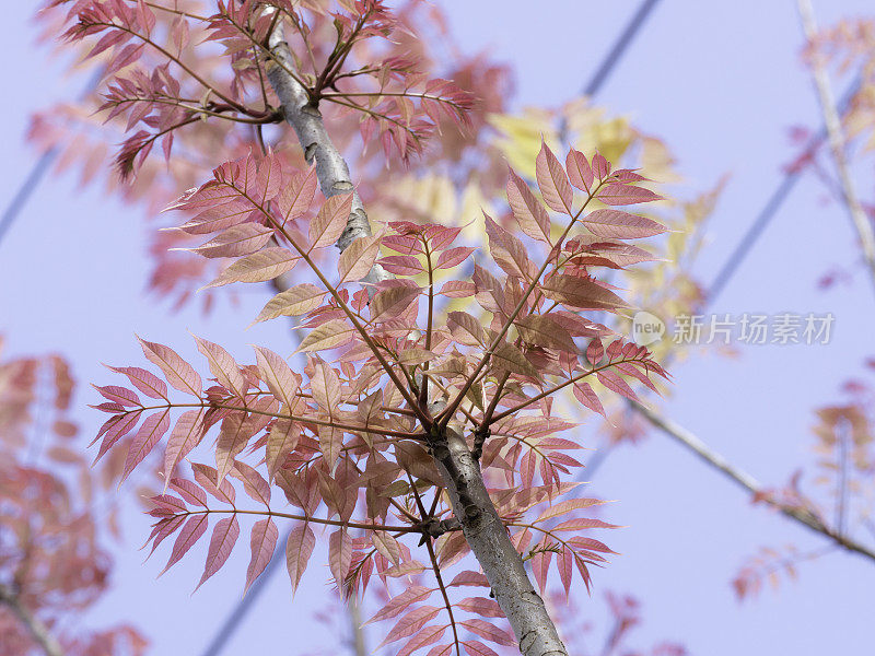 近距离的抽象粉红色的叶子对蓝色背景