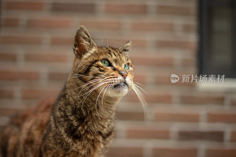 又老又生气的流浪猫。