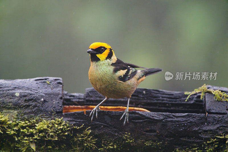 火红脸Tanager(黄脸)