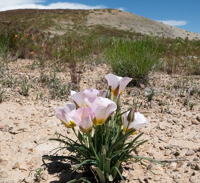 沙漠百合野花盛开的近景。