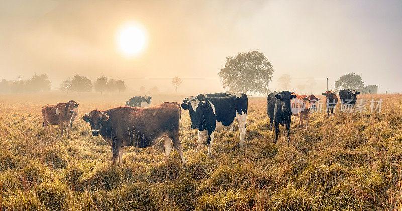 新英格兰全景景观与秋天的牛