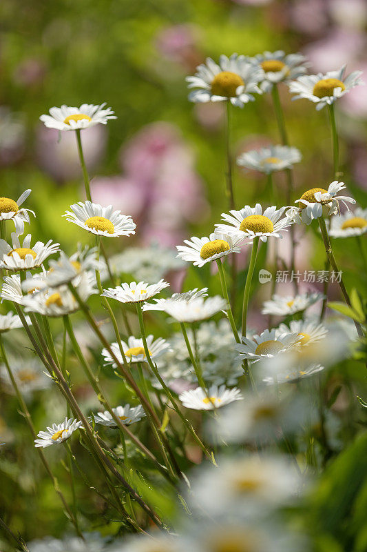 花园里的牛眼雏菊