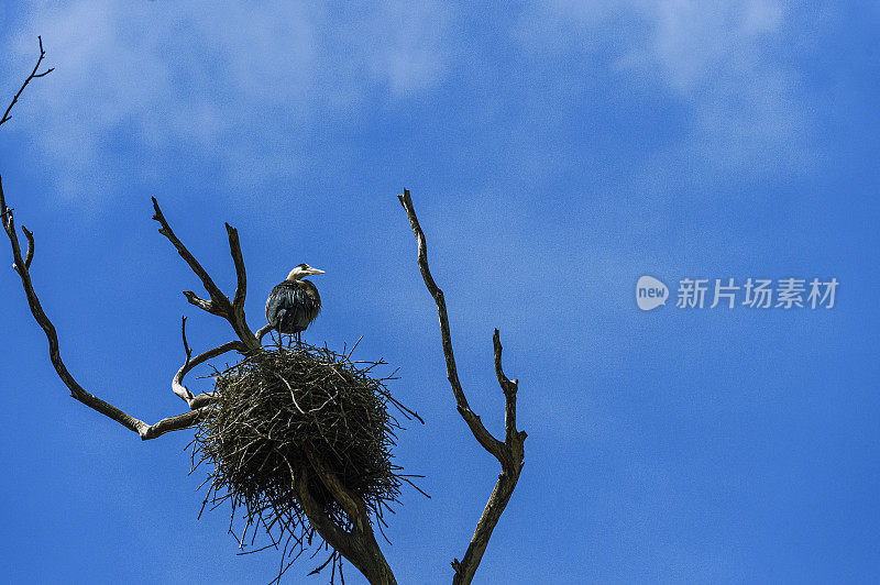 栖息在巢上的大蓝鹭