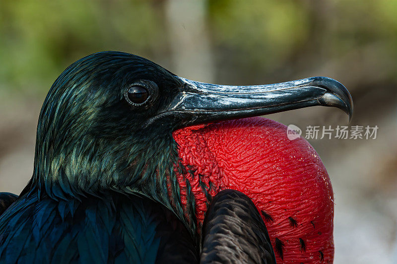 雄性大军舰鸟，小弗雷加塔，塔岛，基诺维萨岛，加拉帕戈斯群岛国家公园，厄瓜多尔。显示红色的球状囊膨胀。