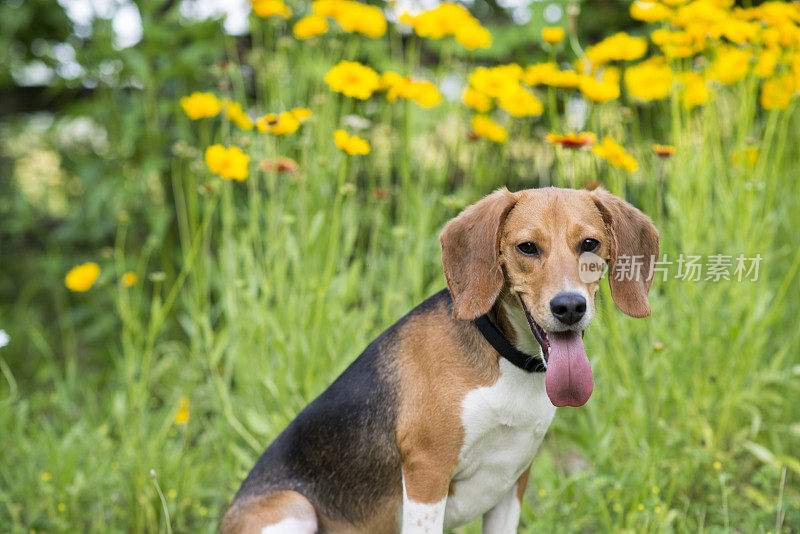 坐在花旁的宠物小猎犬